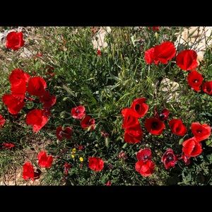 Meet your Posher, Bridgette